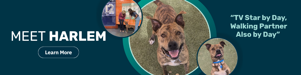Harlem - pet of the week