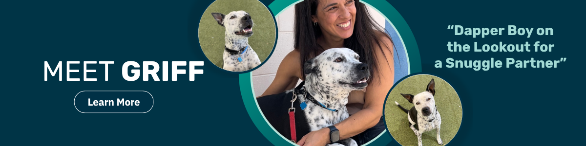 Griff - Pet of the Week