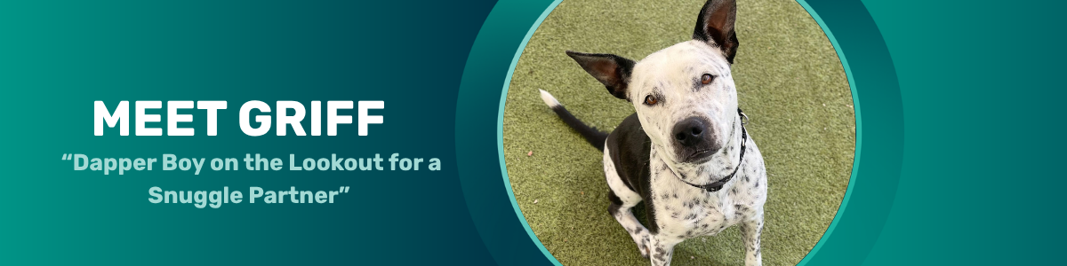Griff - Pet of the Week
