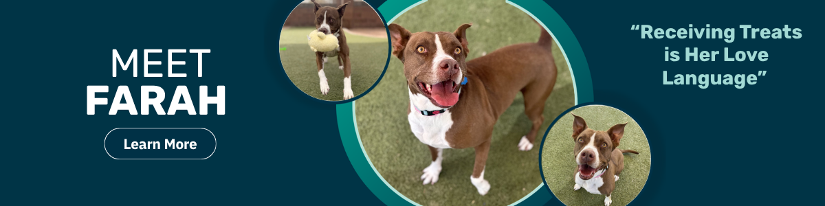 Farah - pet of the week