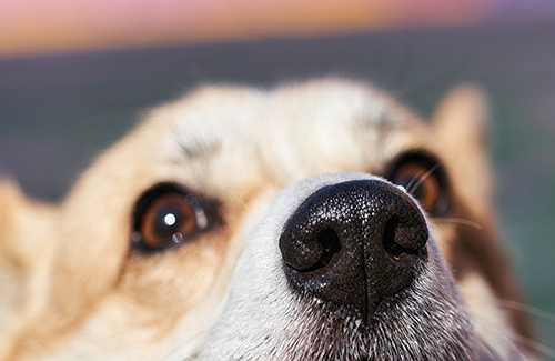 Nosework Class