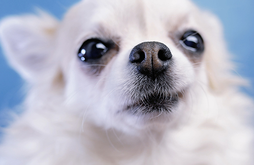 arizona dog training Nosework class