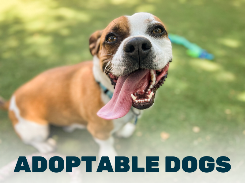 Adoptable Animals at ACC Animal Services - Flagpole