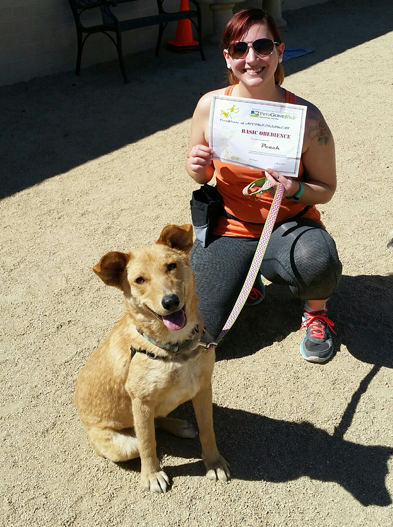 arizona-dog-training-class-basic-obedience.jpg