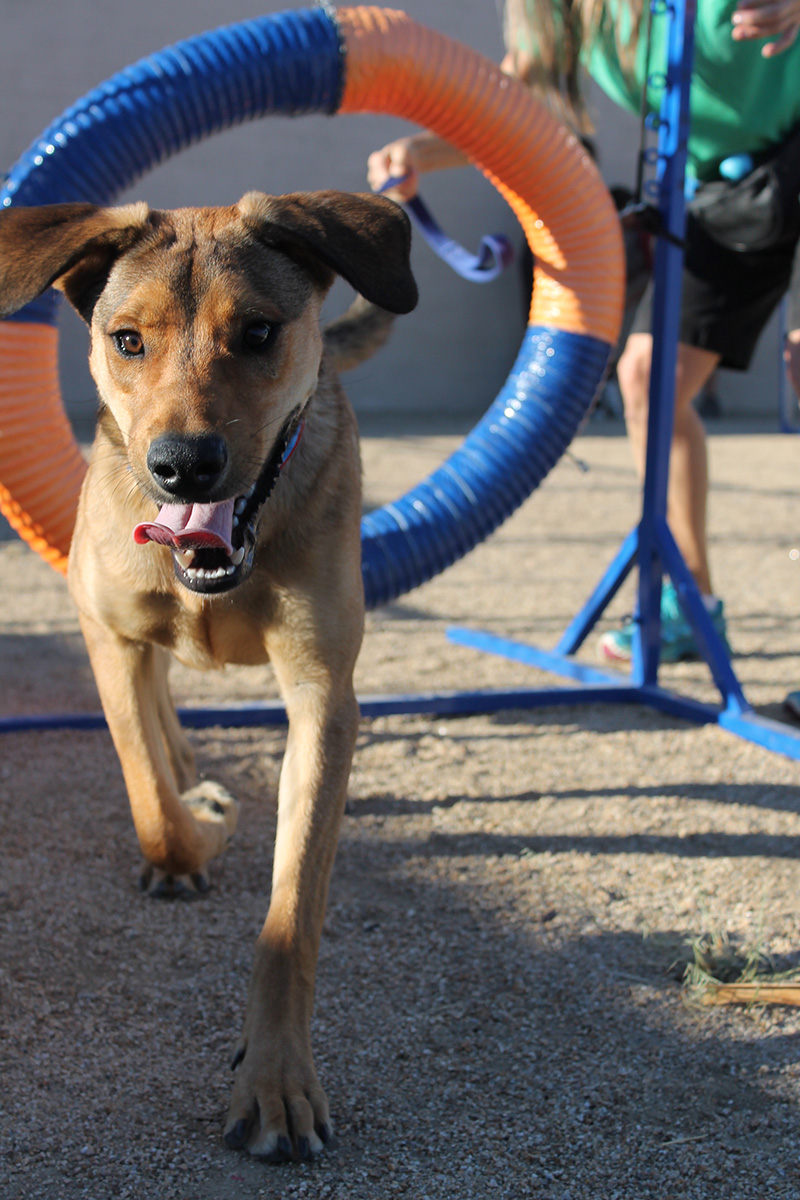 spca obedience classes