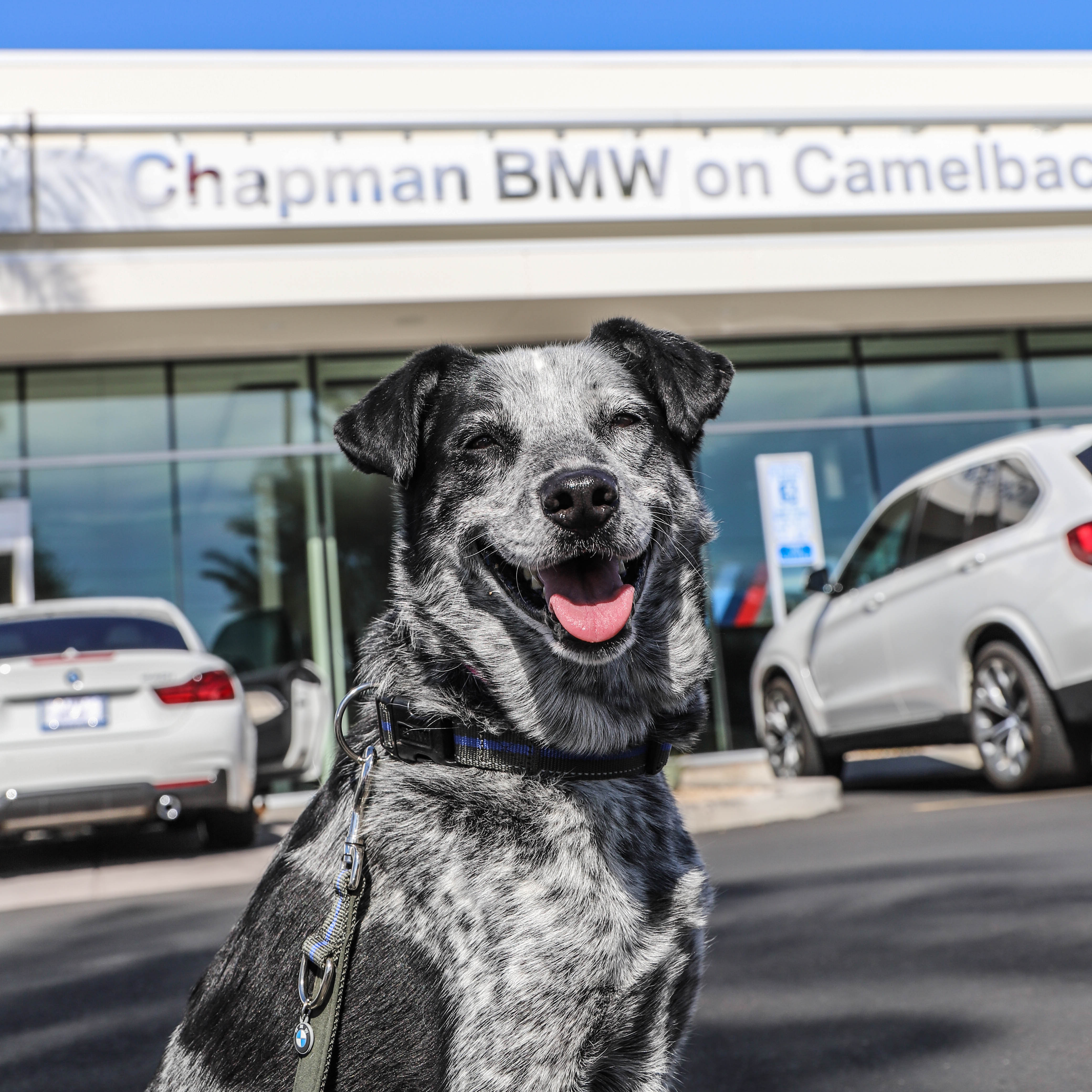 bmw dog collar