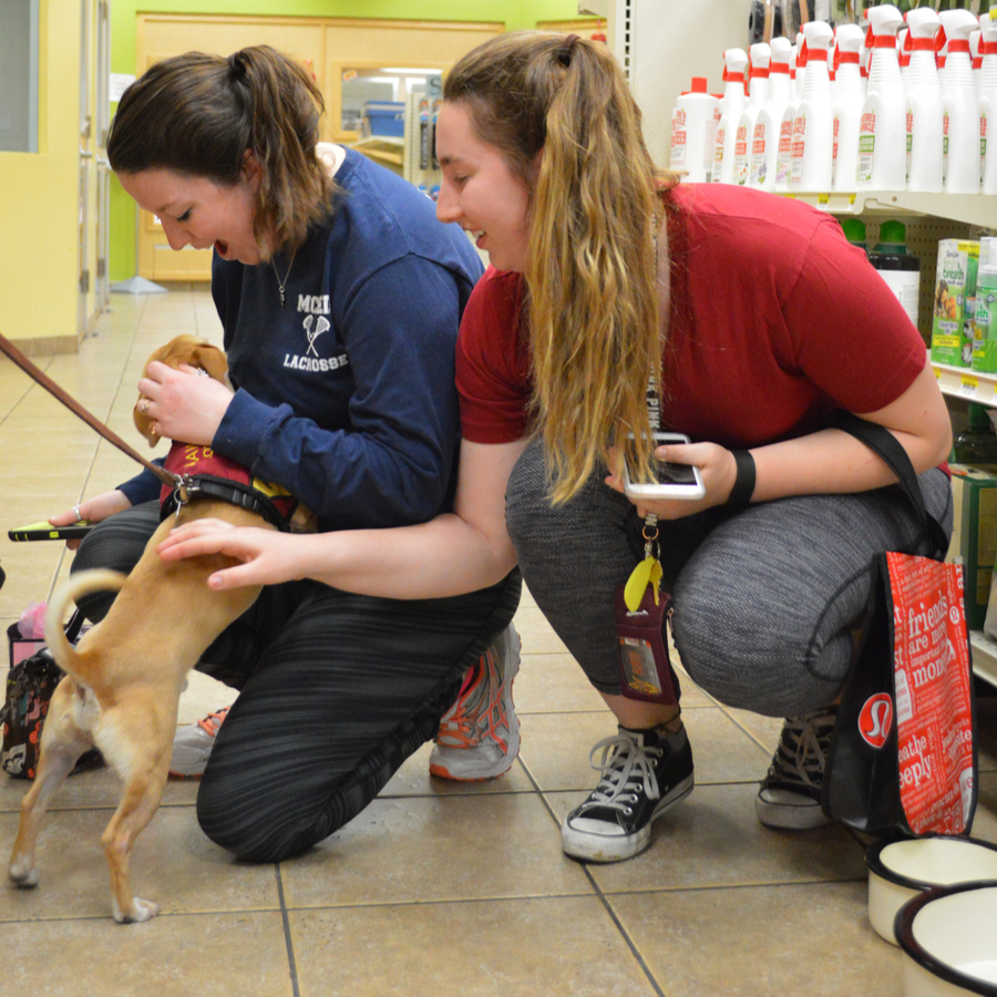 fawns small dog adoption