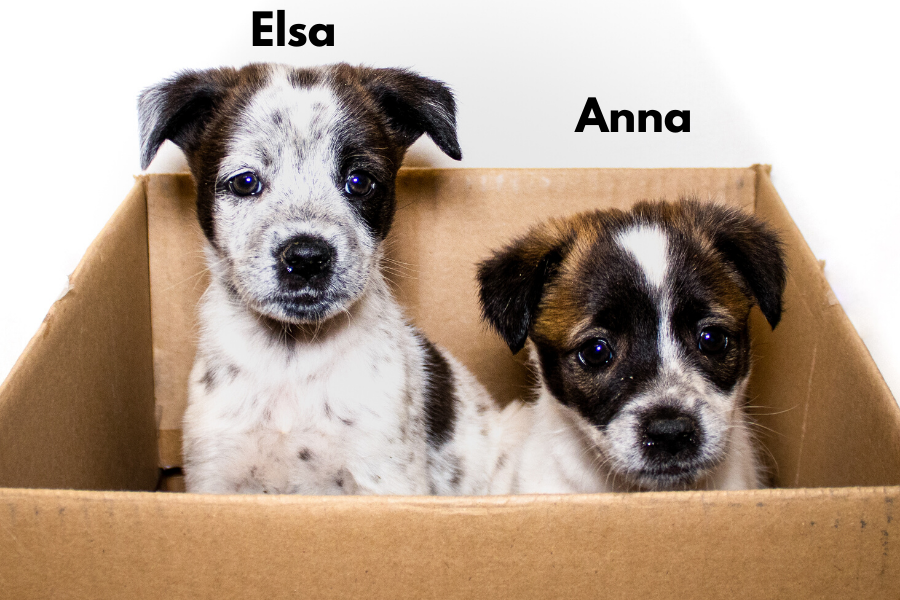 Elsa and anna store puppies