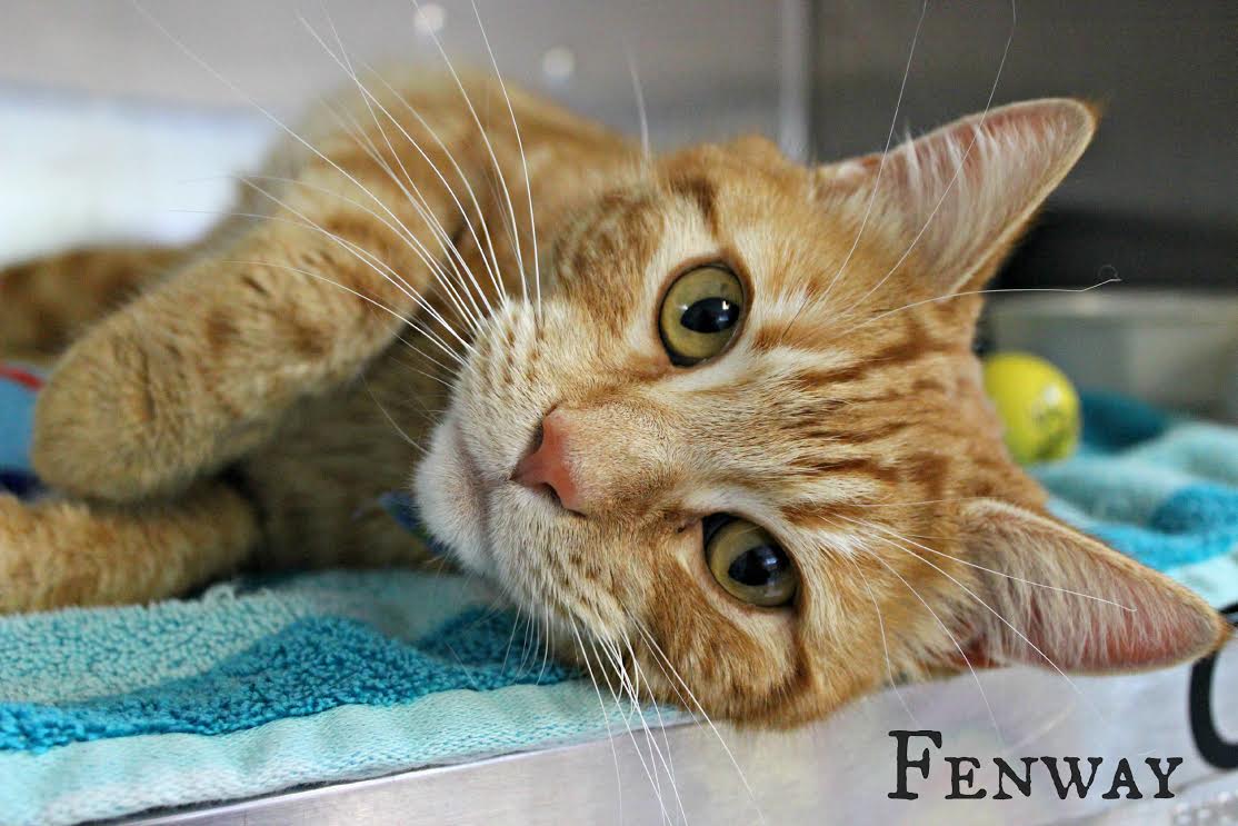 Donate Wish List Items Arizona Animal Welfare League