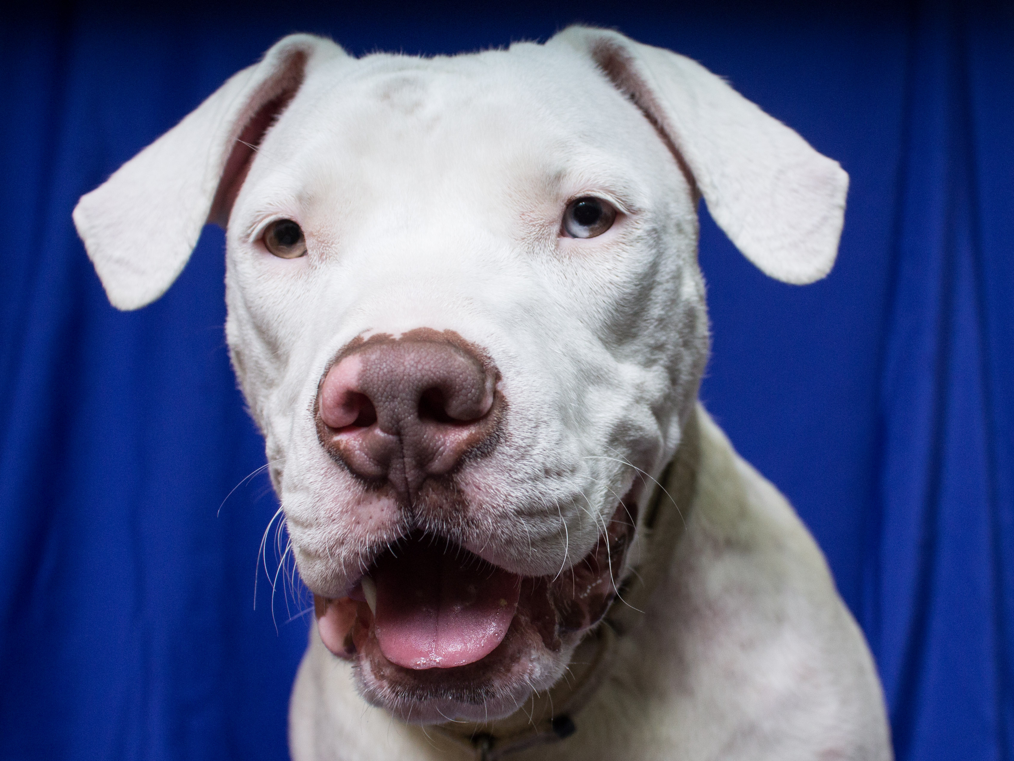 Happy harrison the deaf puppy