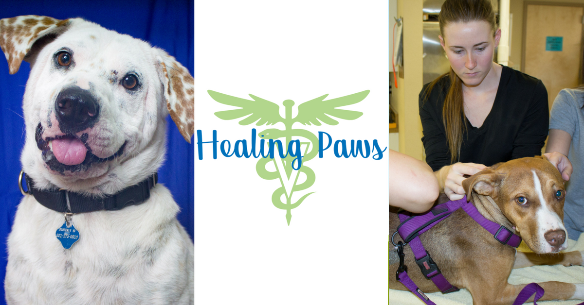 healing paws banner