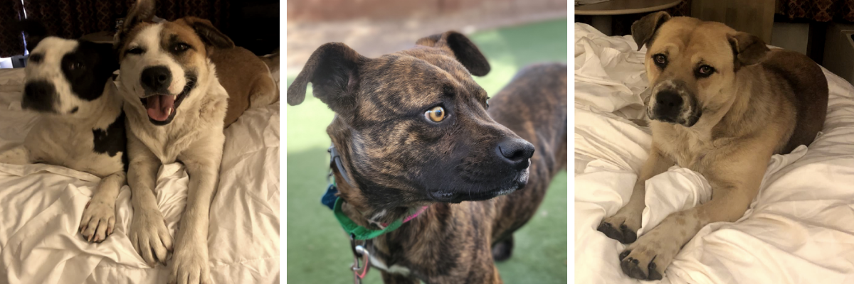 Boxer Mix Pictures - AZ Animals