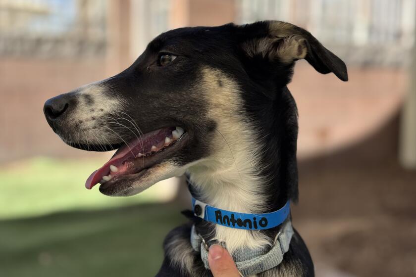 Antonio Arizona Animal Welfare League