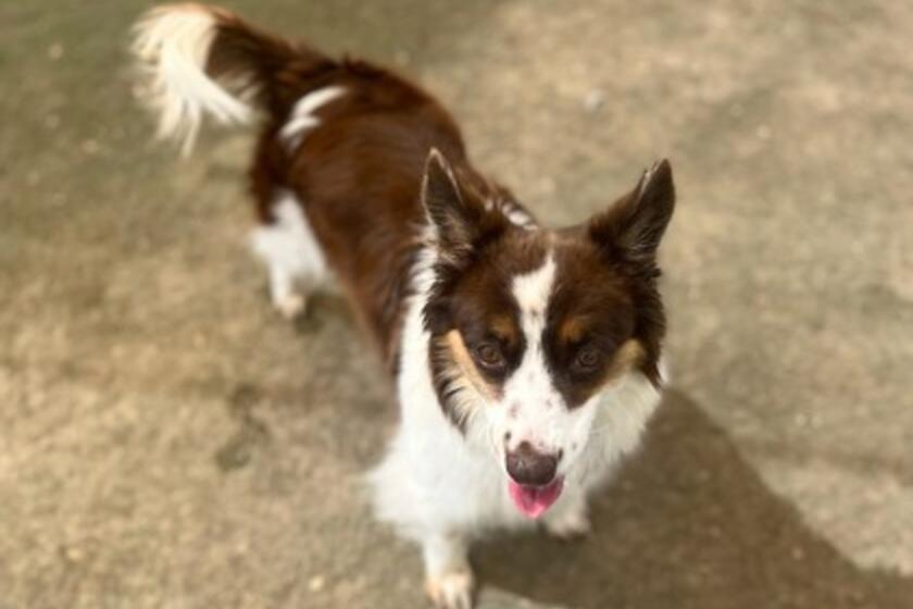 Sasha Arizona Animal Welfare League