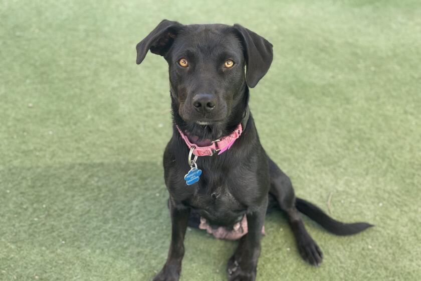 Lacy Arizona Animal Welfare League