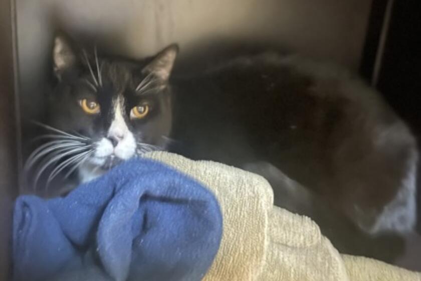 Gouda Arizona Animal Welfare League