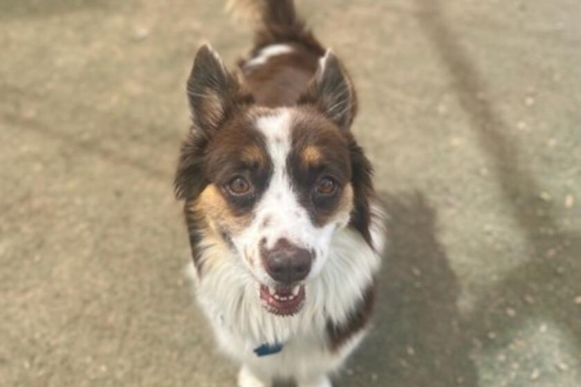 Sasha Arizona Animal Welfare League