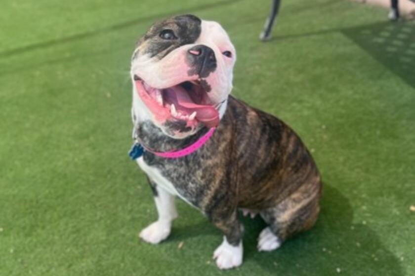 Stellaluna Arizona Animal Welfare League