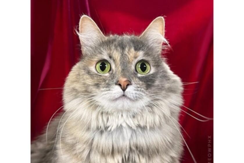 Maxi Arizona Animal Welfare League