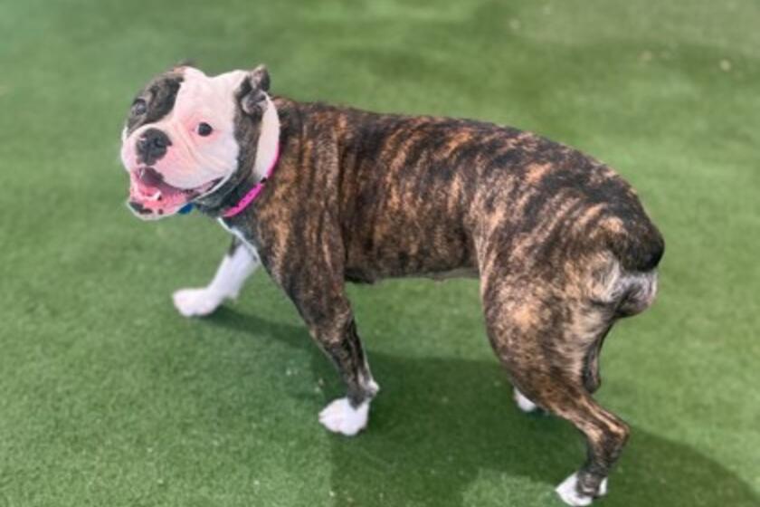 Stellaluna Arizona Animal Welfare League