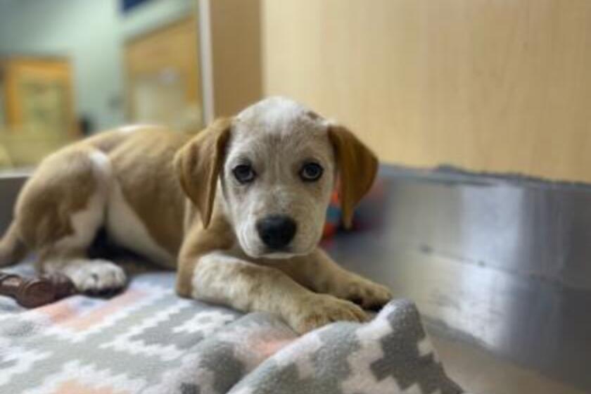 Gallon | Arizona Animal Welfare League