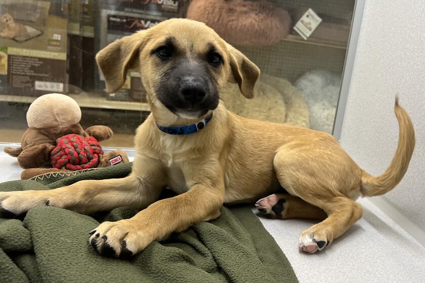 Scarecrow Arizona Animal Welfare League