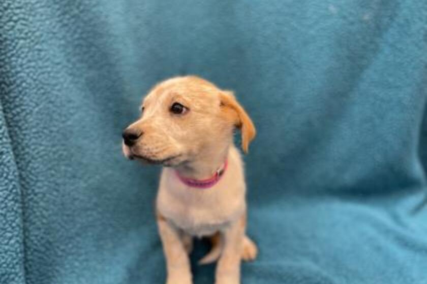 Teaspoon | Arizona Animal Welfare League