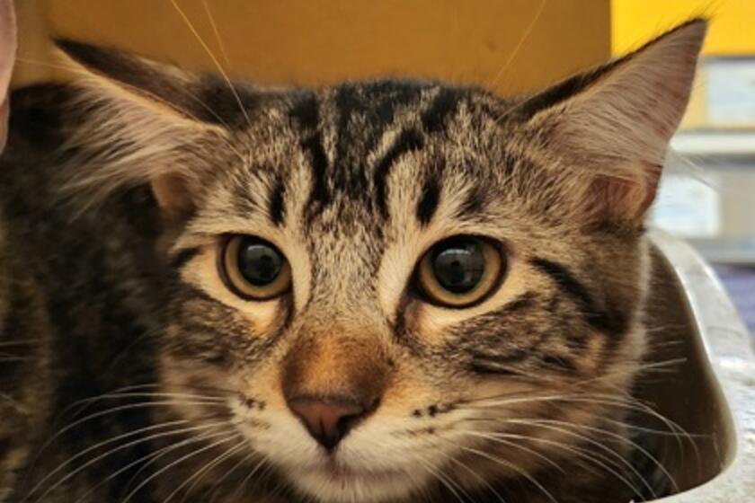 Bunyip Arizona Animal Welfare League