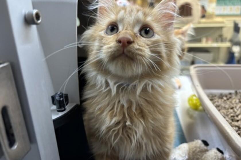 Cheddar Arizona Animal Welfare League