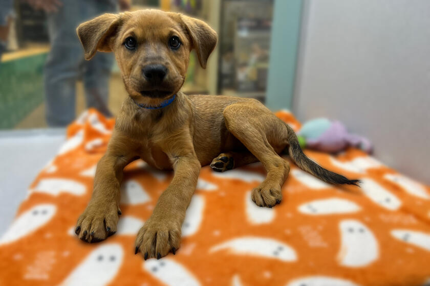 Beetlejuice Arizona Animal Welfare League