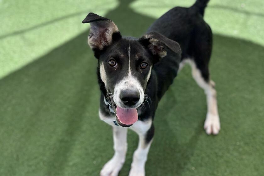 Antonio Arizona Animal Welfare League