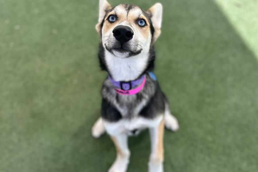 Sammie Arizona Animal Welfare League