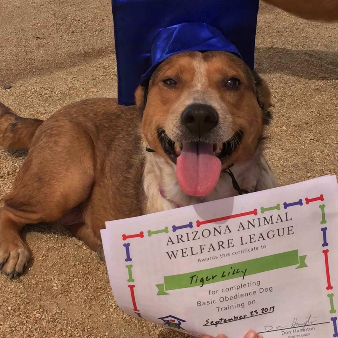 Arizona Animal Welfare League