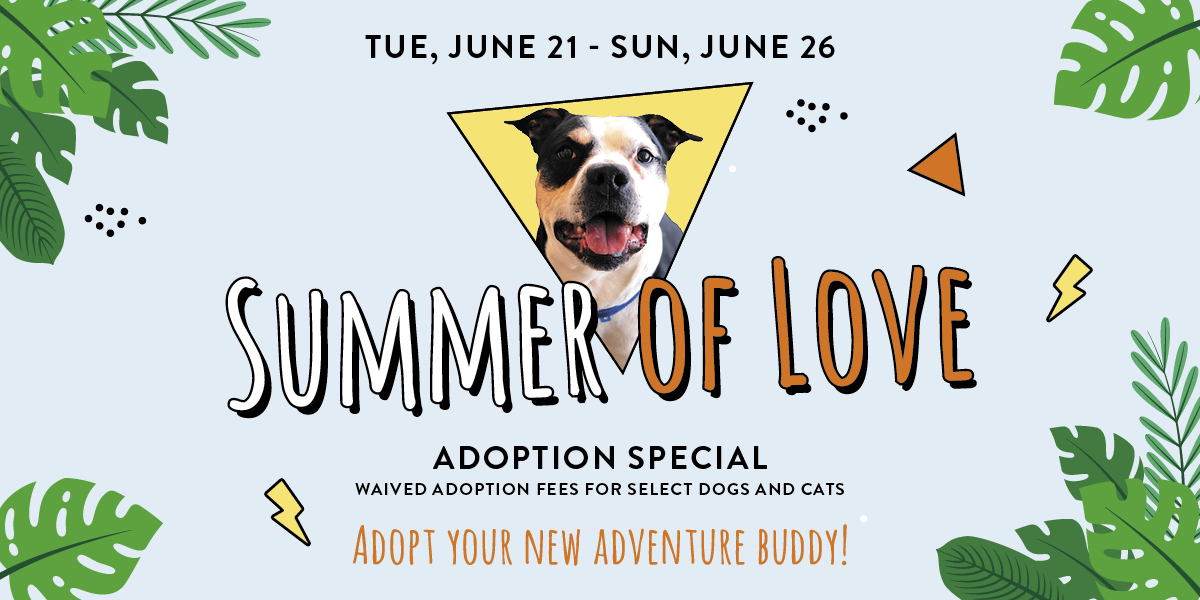 waived adoptions for select pets