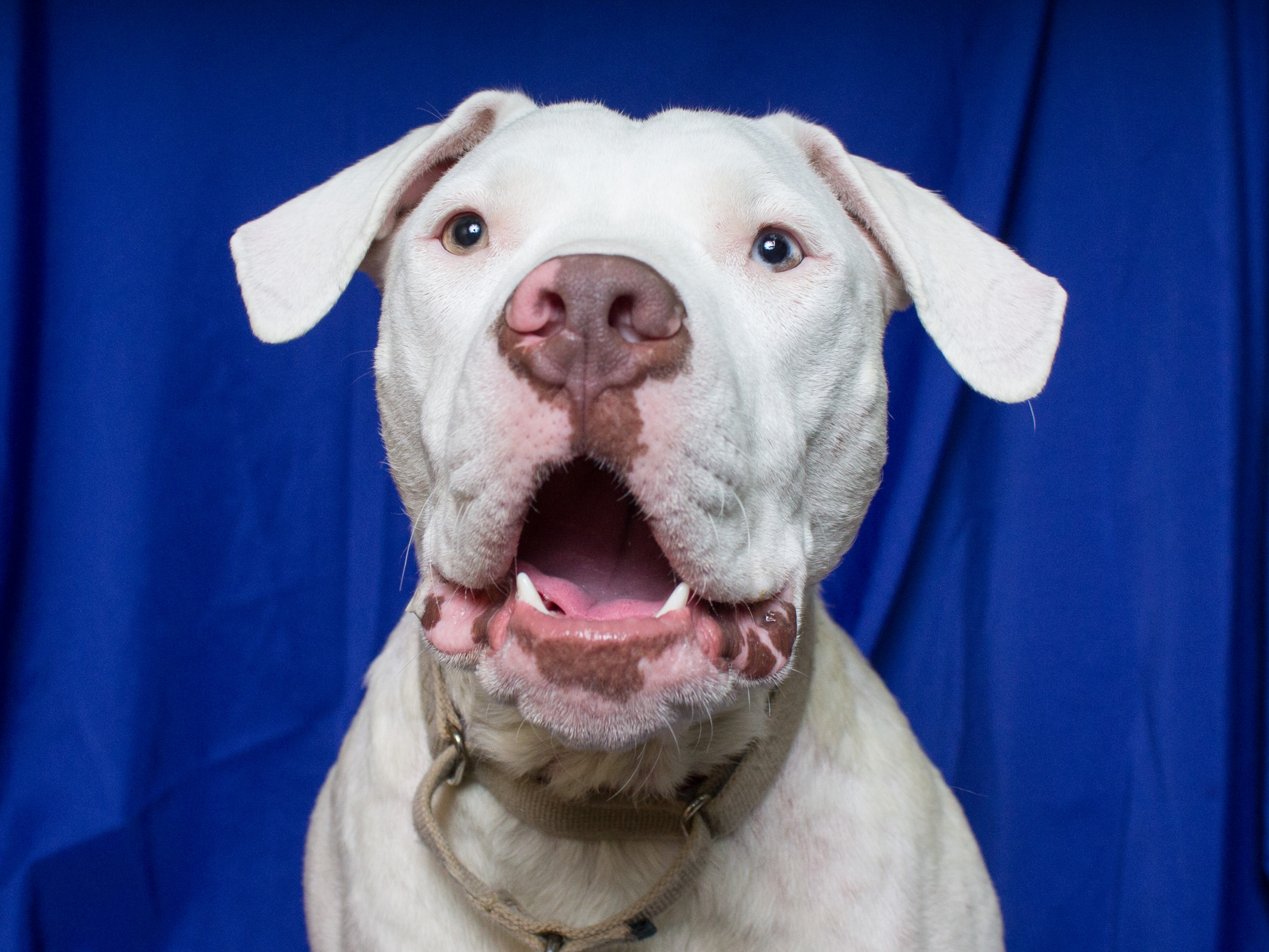 harrison deaf puppy surprised