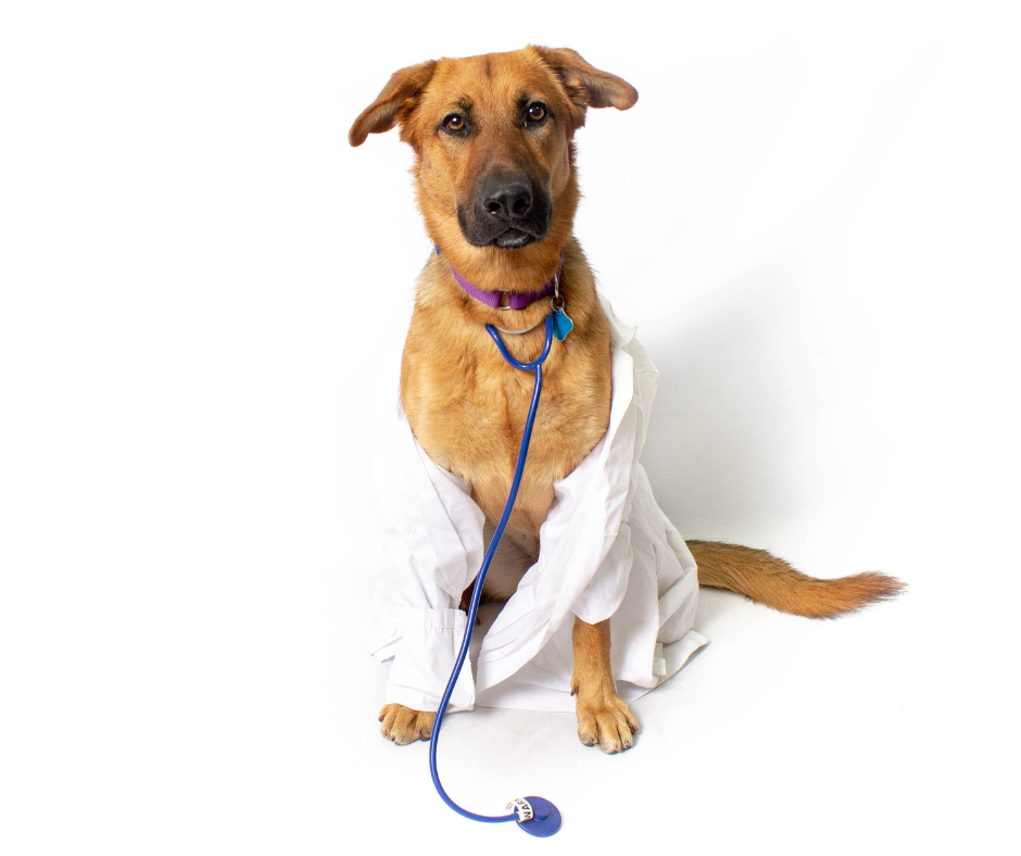 Appointment based Low Cost Vaccine Clinic! | Arizona Animal Welfare League