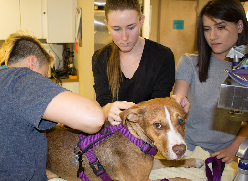 vet care for low income families