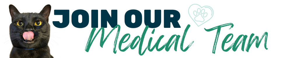 join our medical team header