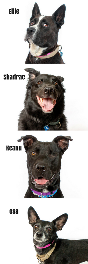 Four portraits of black shelter dogs labeled Ellie, Shadrac, Keanu, and Osa on white backgrounds