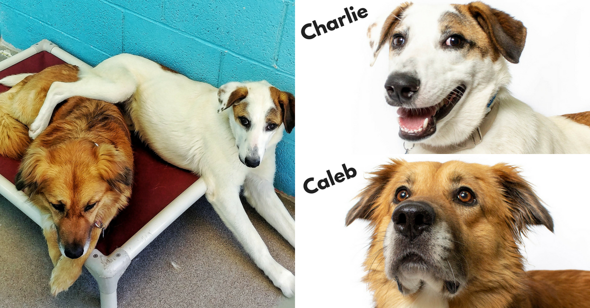 Two dogs rest together on a cot beside labeled portraits of a white-and-tan dog Charlie and golden dog Caleb