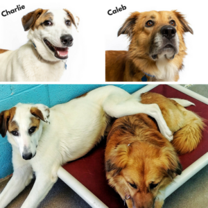 Portraits of two dogs labeled Charlie and Caleb above a photo of them resting together on a red cot