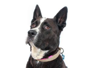 A black and white dog with alert ears gazes upward, wearing a tan collar with a blue tag.