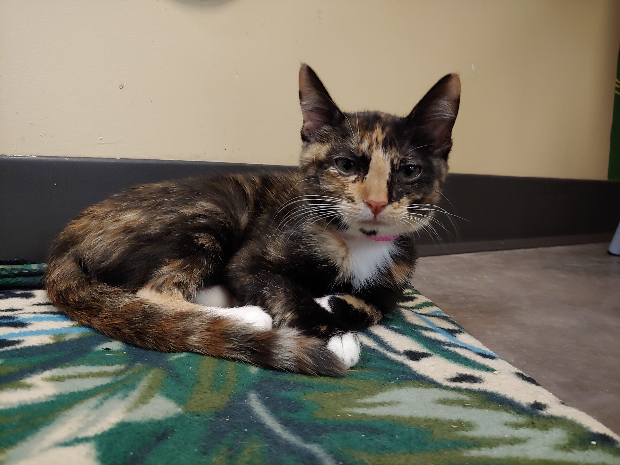 A tortoiseshell cat with a pink collar lies curled up on a green patterned blanket