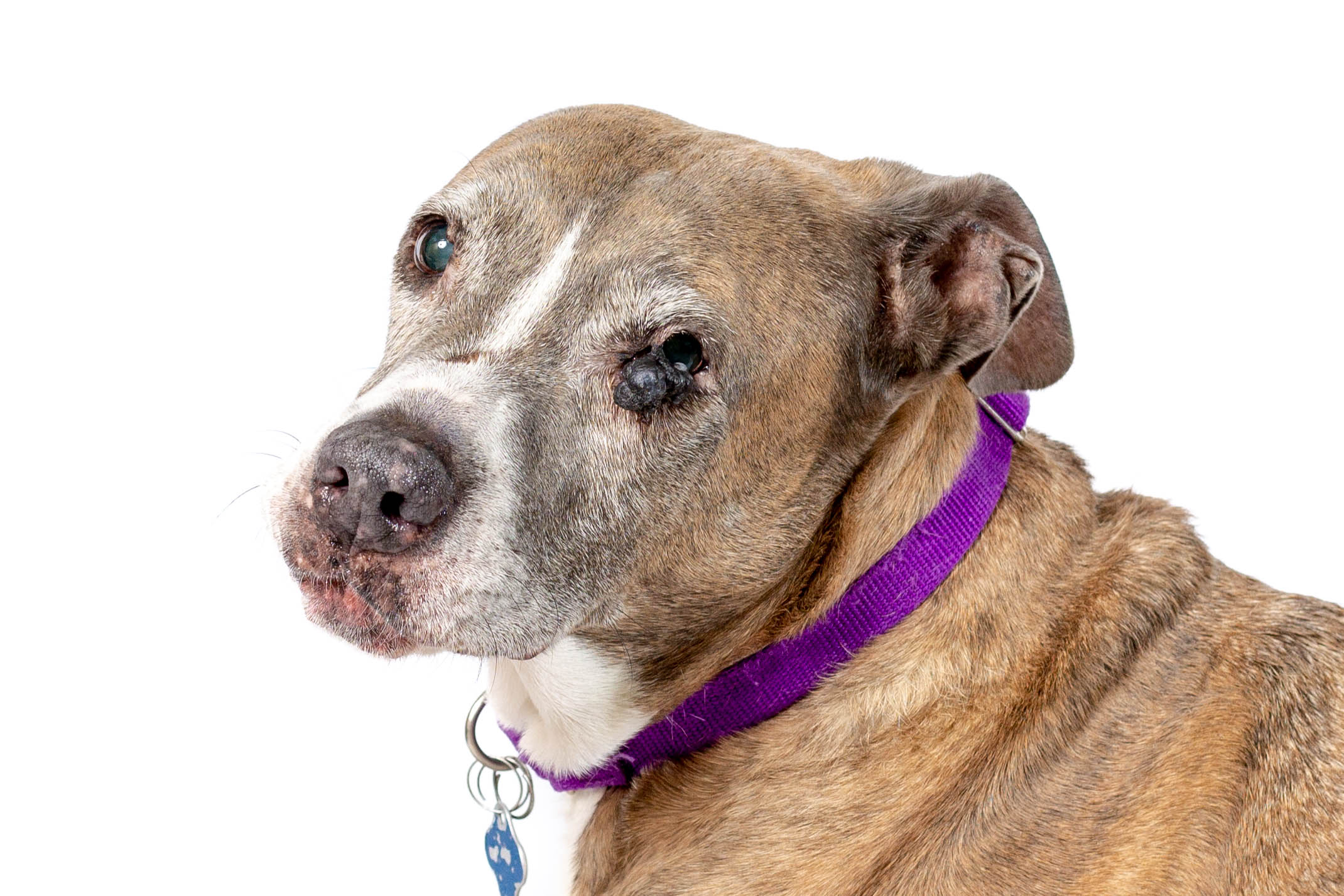 A brindle and white pit-bull-type dog with a purple collar looks to the side in a studio portrait