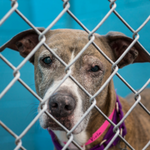 A sad-eyed, gray and white dog with a pink collar looks through a chain-link fence.