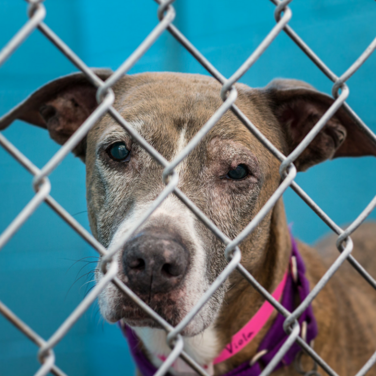 A sad-eyed, gray and white dog with a pink collar looks through a chain-link fence.