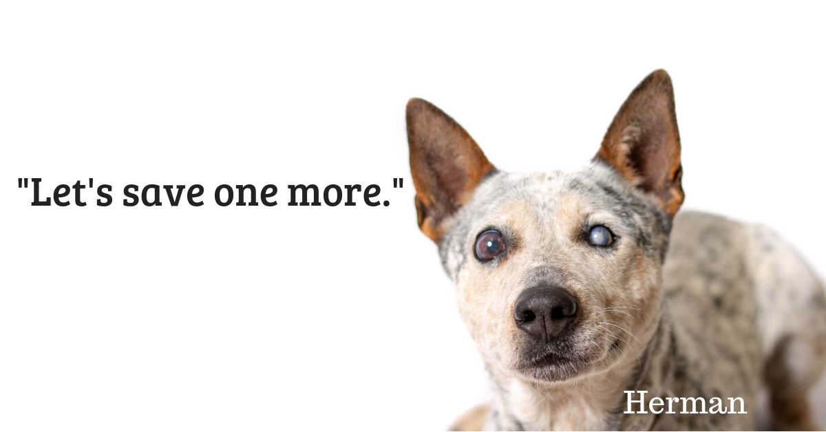 Banner reading 'Let's save one more' beside a photo of an elderly cattle dog named Herman with cloudy eyes