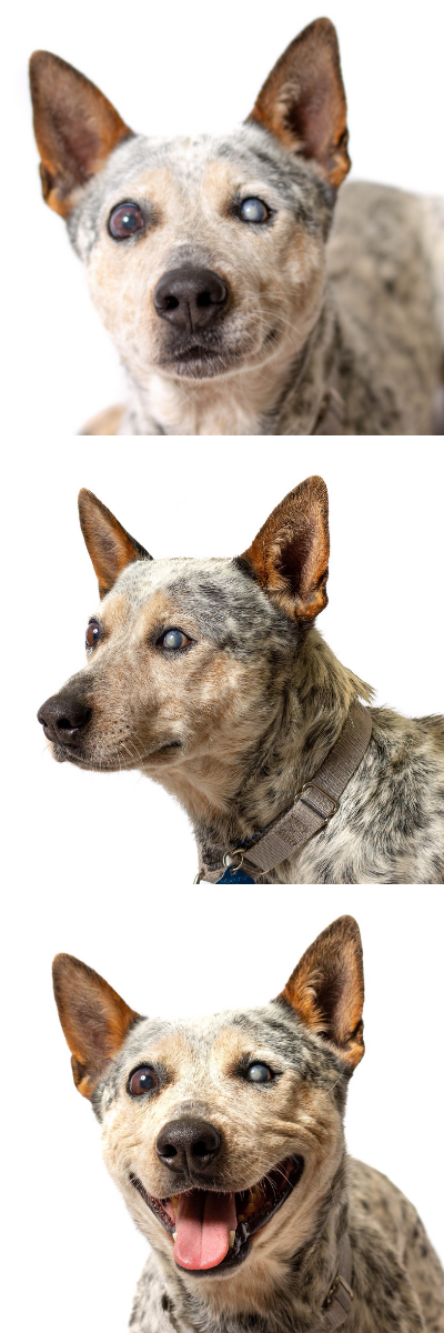 Three close-up portraits of an elderly Australian cattle dog with cloudy blue eyes on a white background