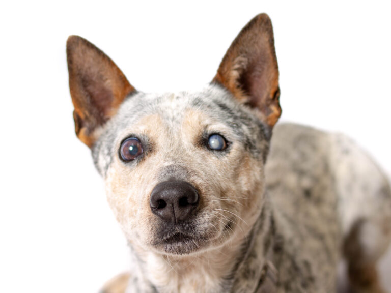 A blue heeler dog with one eye looks upward with a curious expression against a white background.