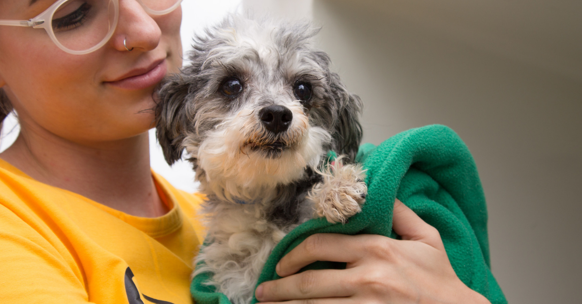 A volunteer wearing glasses gently holds a scruffy gray-and-white rescued dog wrapped in a green towel